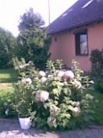 ogród