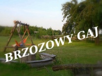 Widok na brzozowy gaj
