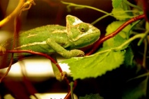 Kameleon